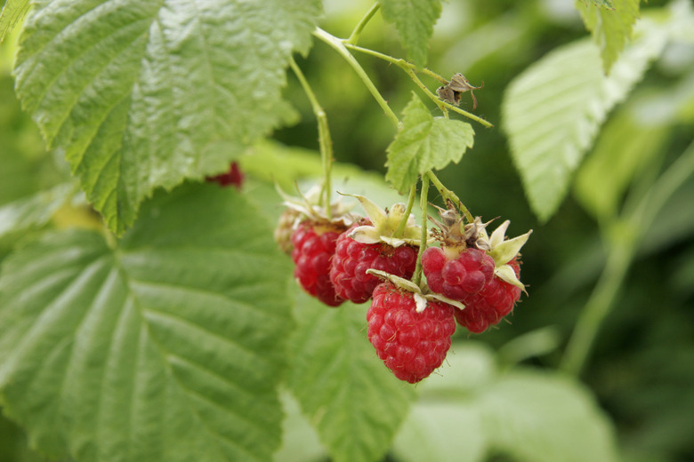 Ripe raspberries