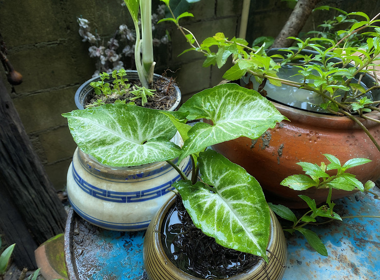 A handful of different vine houseplants in separate pots on a blue table.