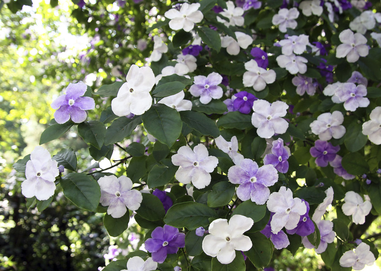 Brunfelsia pauciflora