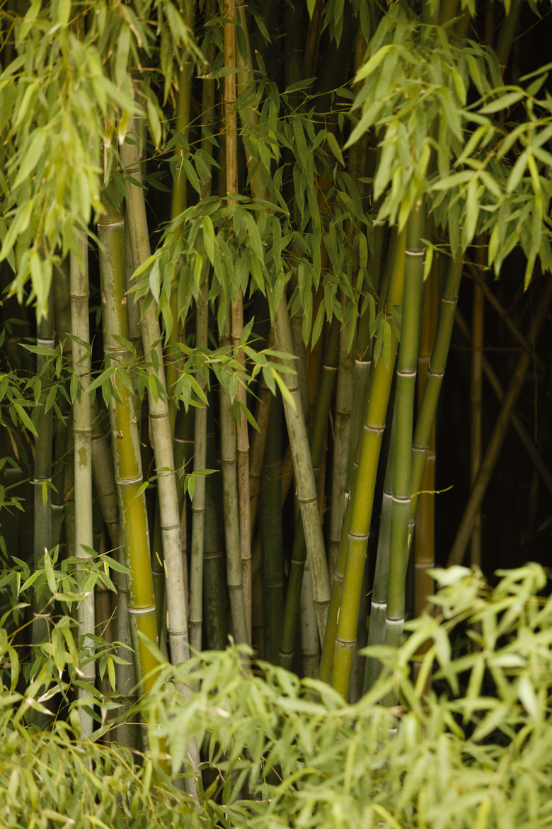 Bamboo trees