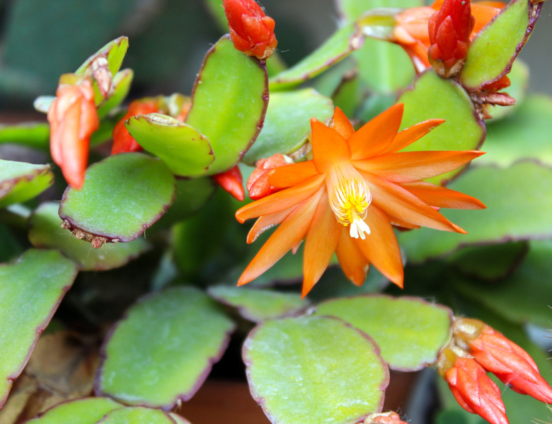 A close-up of a flowering Easter cactus (Rhipsalidopsis gaertneri).