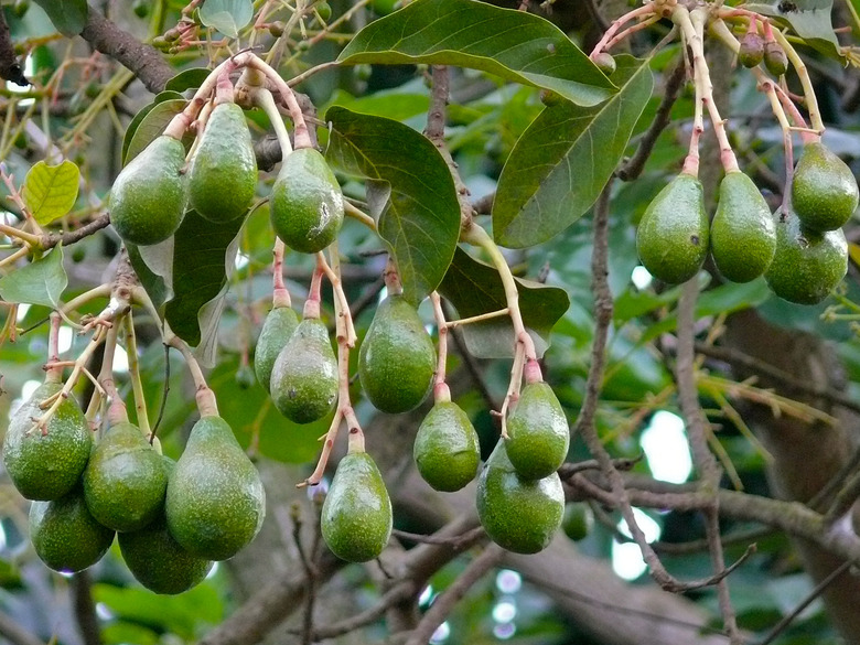 An avocado tree (Persea americana) loaded up with lots of fruit.