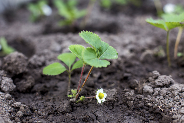 Strawberry Plant