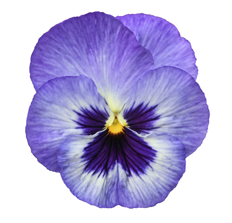 Blue pansy isolated