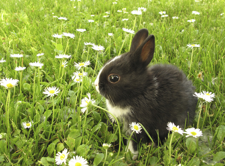 Rabbit bunny black and white