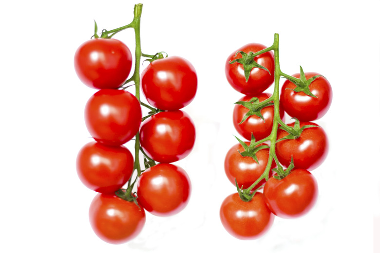 Tomatos on vine isolated