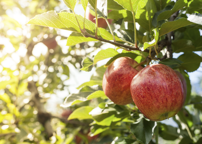 Red apples