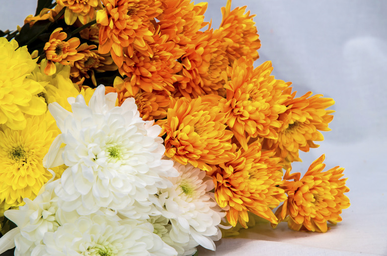 colorful chrysanthemum