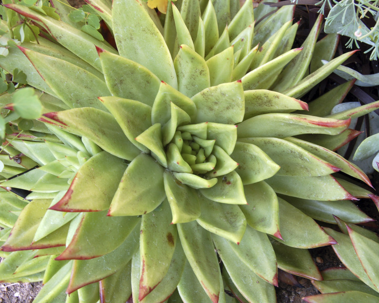 Aloe Succulent Plant