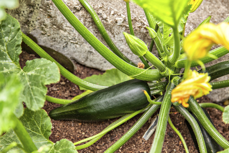 Courgette plant