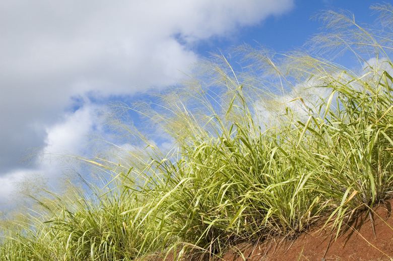 Low angle view of tall grass