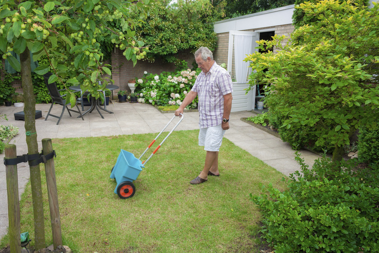 Senior fertilising the lawn