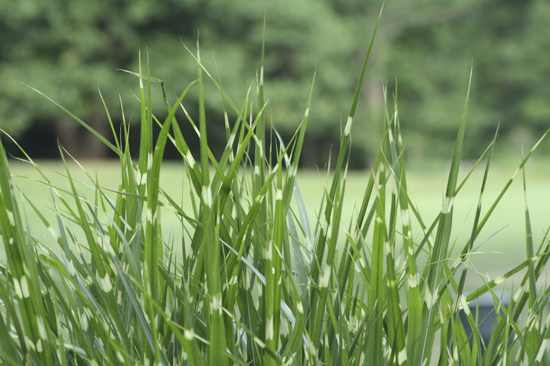 Tall Grass