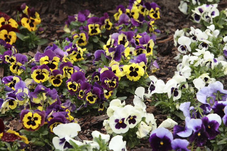 A garden with an assortment of pansies in white, lavender, yellow and purple.