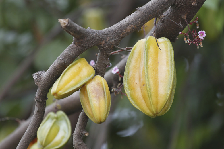 Carambola or starfruit is the fruit in Thailand