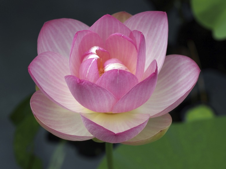 Sacred lotus : Nelumbo nucifera