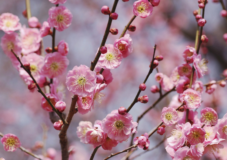 Pink plum bloosom in Japan