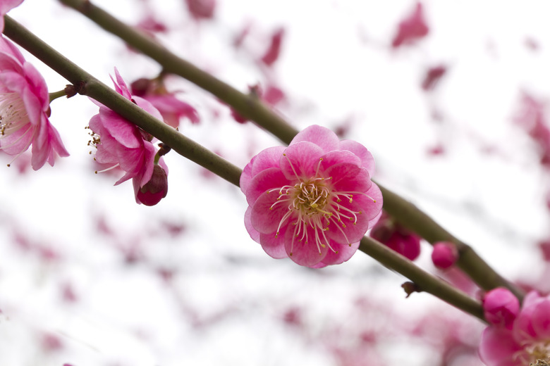 Blooming plum in spring .