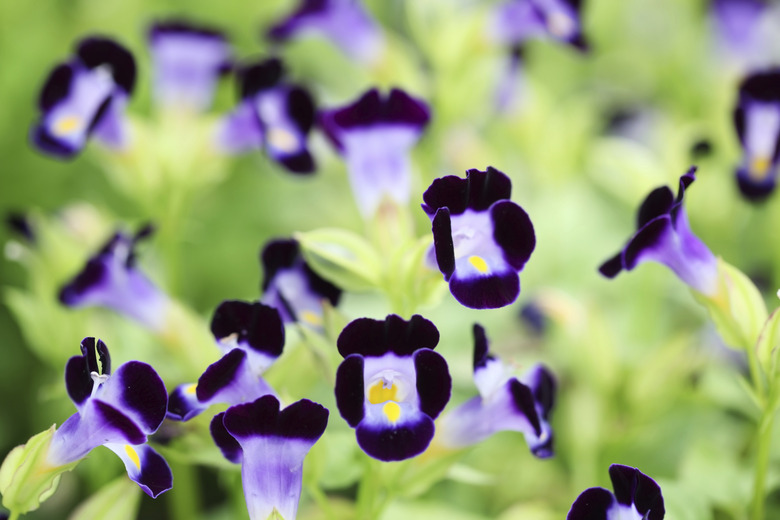 beautiful wishbone flower