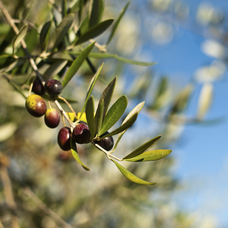 Tuscan Olive Tree