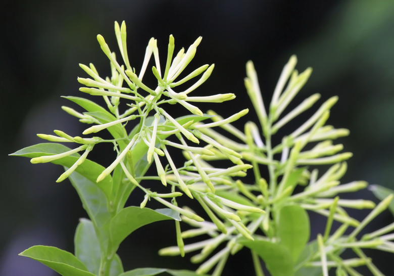 A close-up of some lovely white night-blooming jessamine (Cestrum nocturnum) flowers.