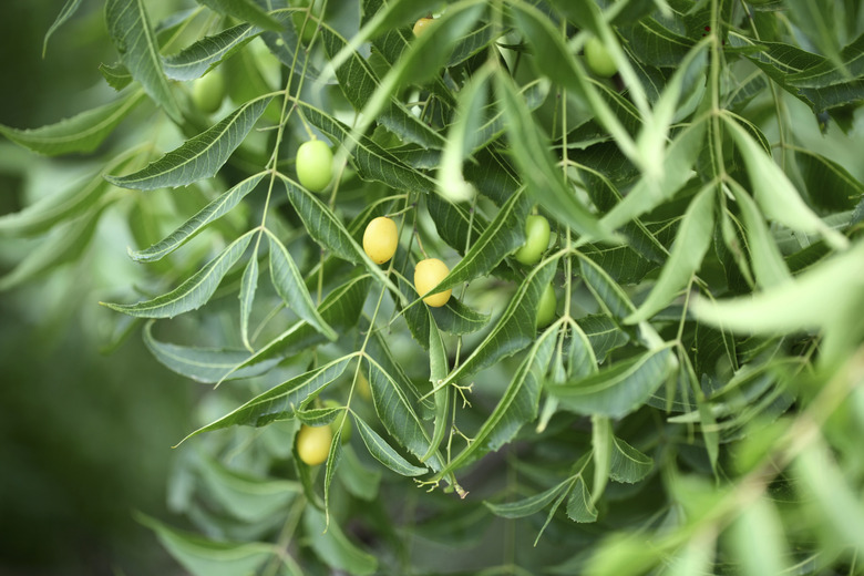 Closeup of neem leaves