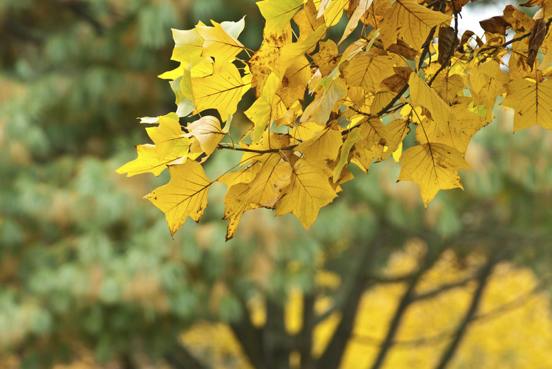 tulip tree