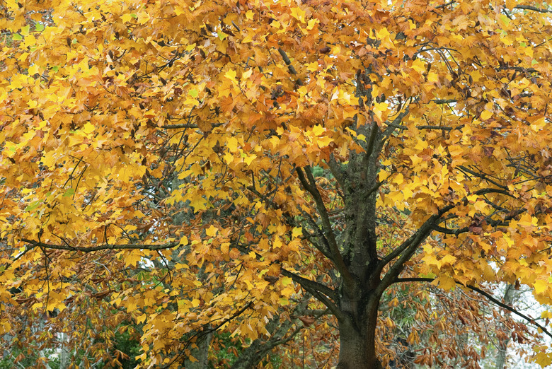 Liriodendron tulipifera