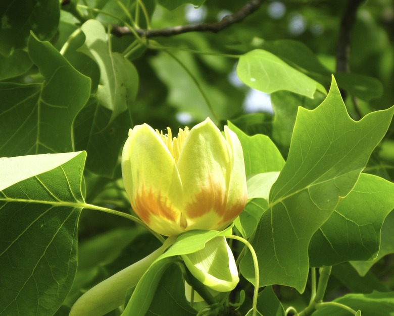 Tulip tree (Liriodendron)