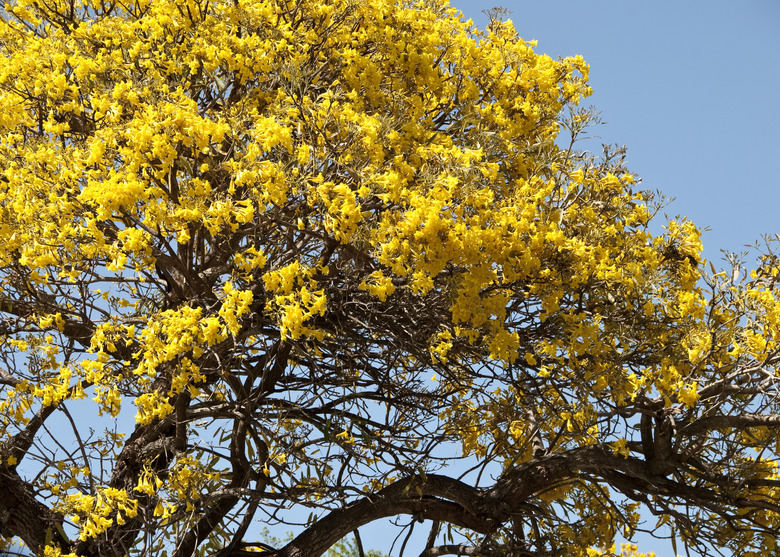 Florida Tulip Tree