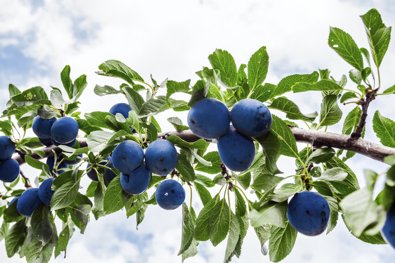 Overgrown plum tree