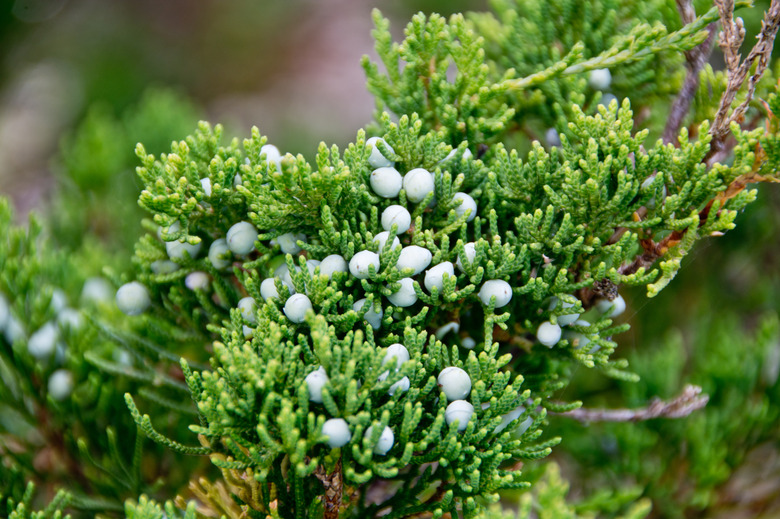 Red cedar needles and cones