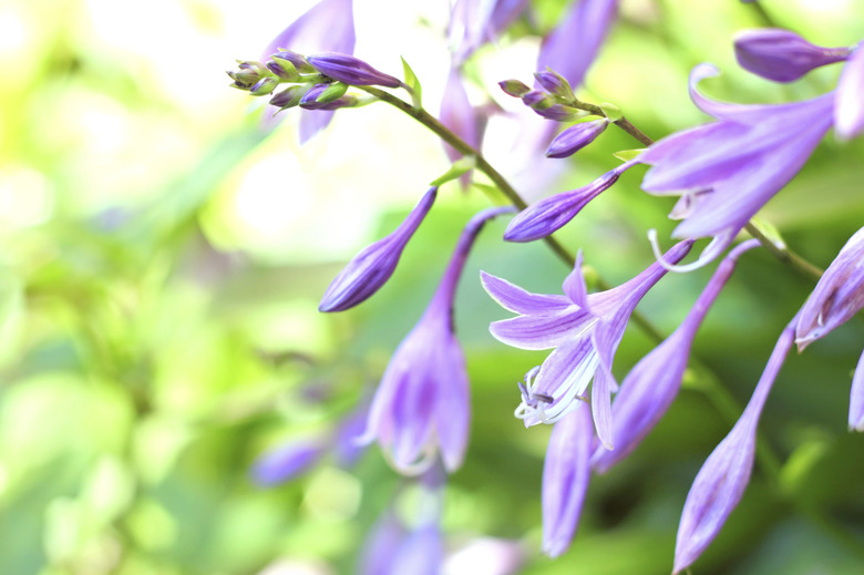 Hosta flowers closeup