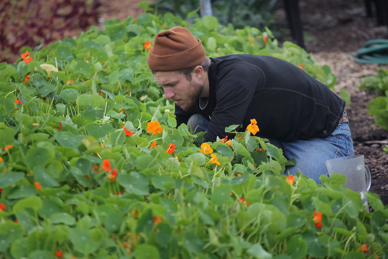 Urban Farm Thrives On Former Site Of Notorious Chicago Housing Project