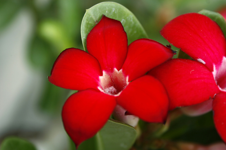 Close-up of red flowers