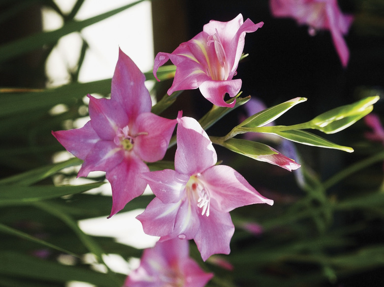 Pink Gladiolus flowers