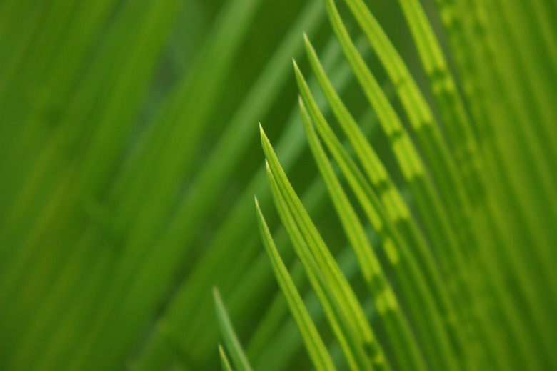 Palm frond