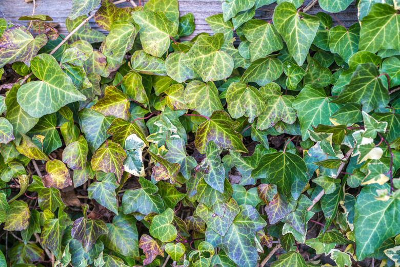 A house wall covered with ivy vines.