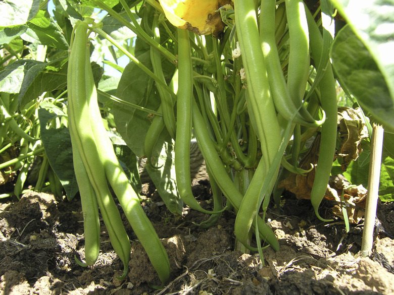 French beans