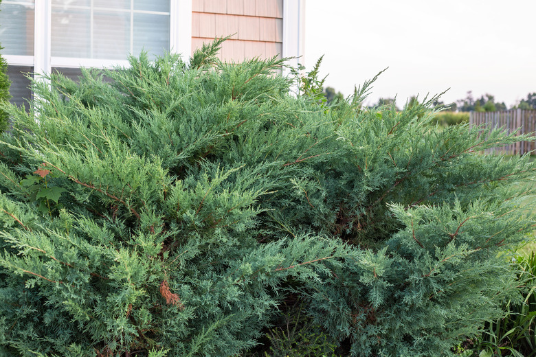 A healthy juniper bush  (Juniperus) growing along a house.