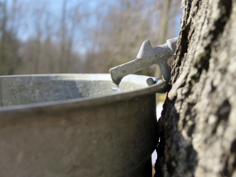 Maple tap in tree