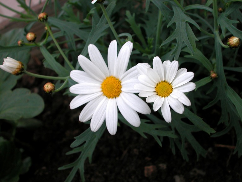 Pair of daisies in bloom outdoors