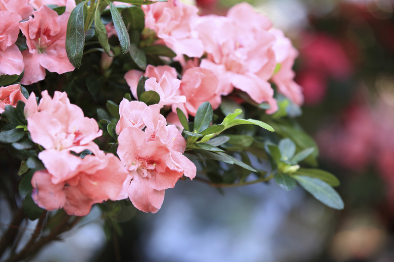 mauve azalea flower bloom