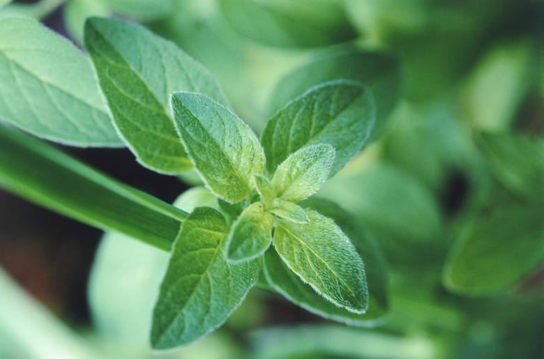 Fresh mint leaf, close-up