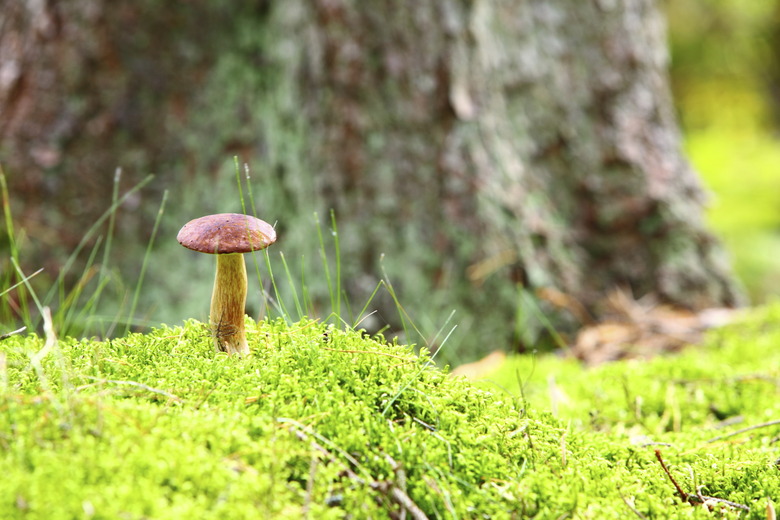 Forest mushroom bay bolete in a green moss