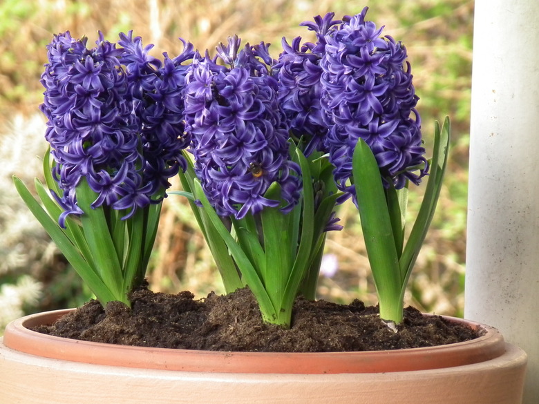 Purple common hyacinths (Hyacinthus orientalis) growing in a pot.