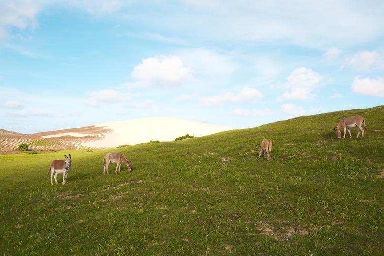 Landscape with grass, blue sky, sand dune and donkeys