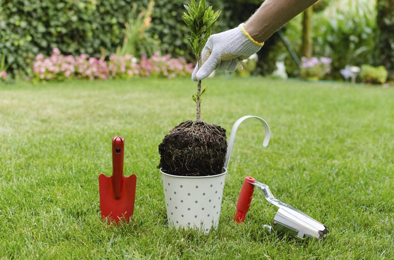 Planting tree in blooming garden