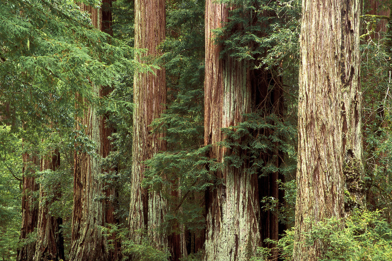 Redwood Trees  Big Basin Redwood State Park  California  USA