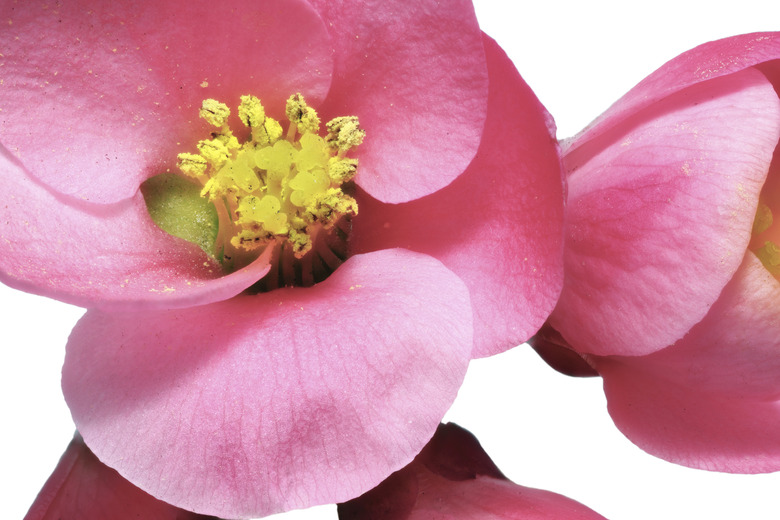 Flowers of Chaenomeles Japonica (Japanese Quince) blossoming.  I